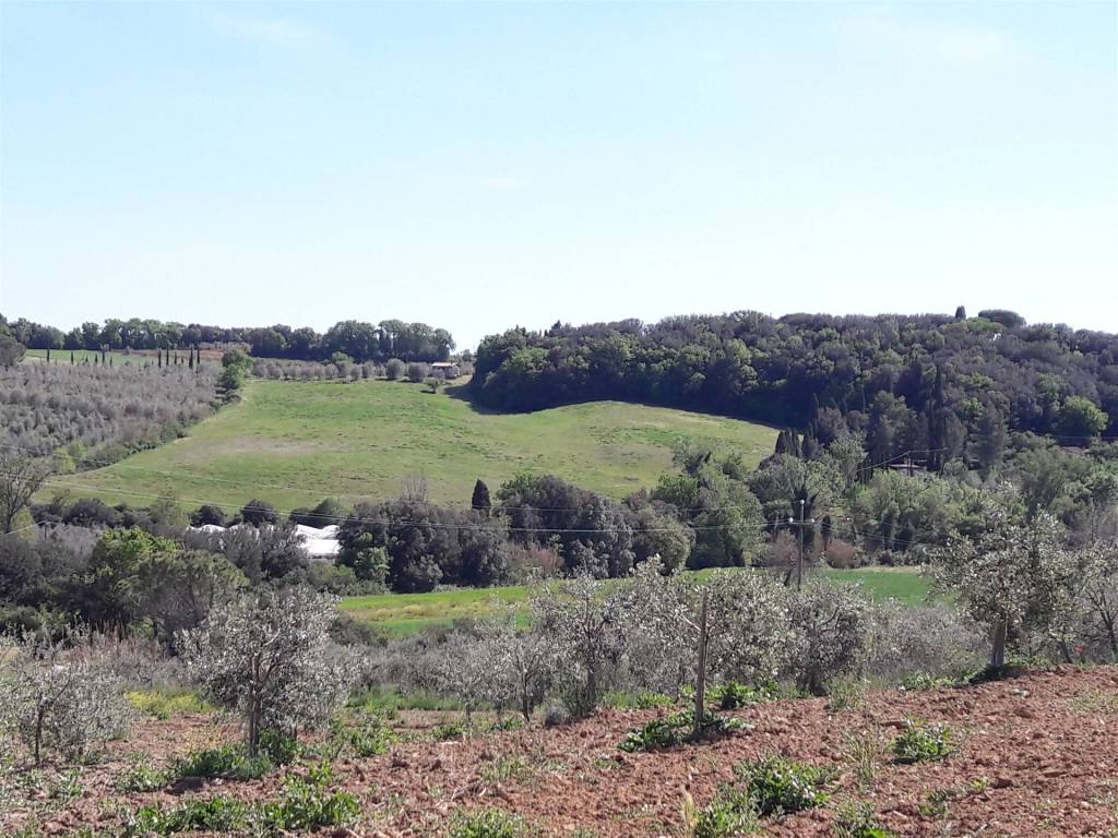 Terreno a Bibbona - Foto 5