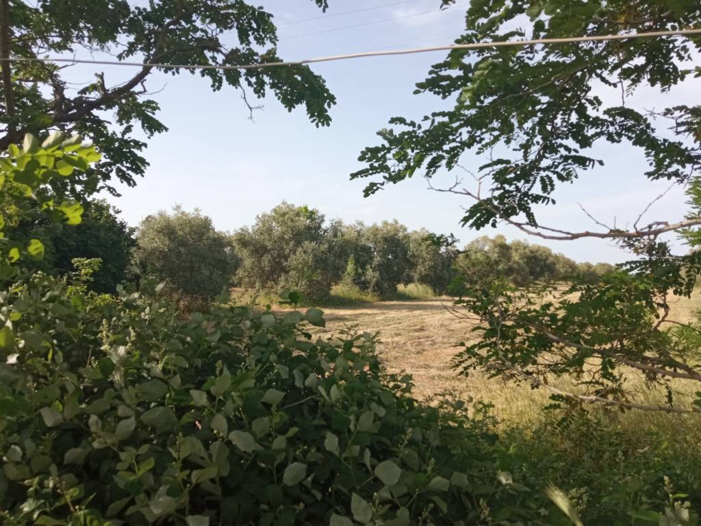 Terreno a Vetralla - Foto 4