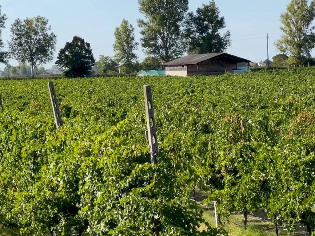 Terreno a Bagnacavallo in Via Sinistra Canale Inferiore, 20 - Foto 2