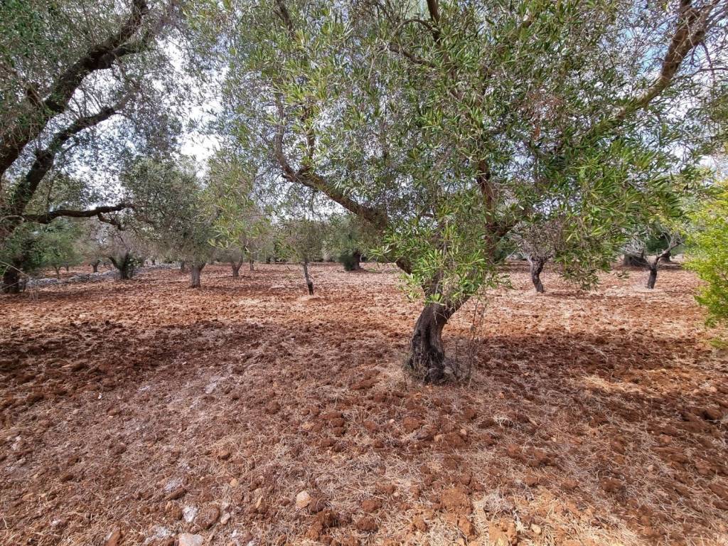 Rustico / casale a Carovigno in Contrada Colacurto - Foto 3