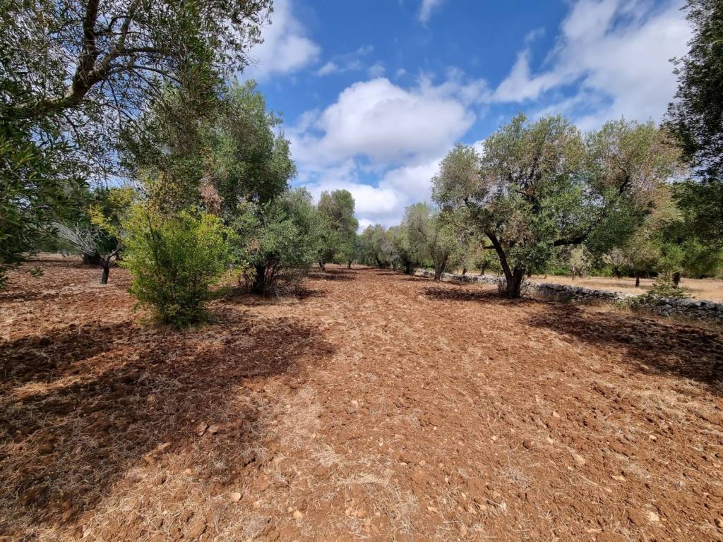 Rustico / casale a Carovigno in Contrada Colacurto - Foto 4
