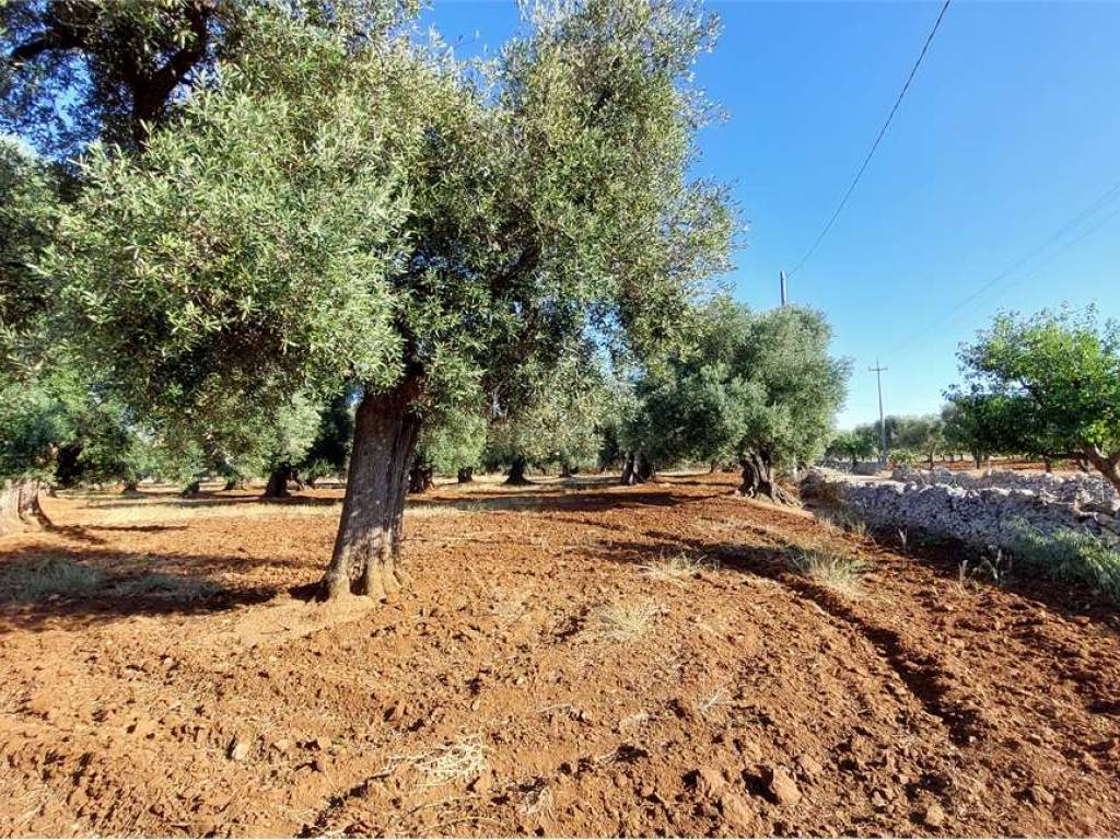 Terreno a Carovigno - Foto 2