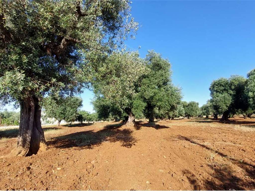 Terreno a Carovigno - Foto 3