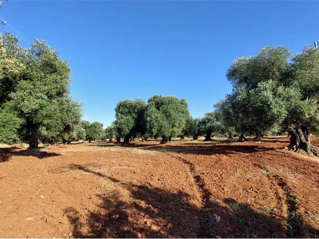 Terreno a Carovigno - Foto 4