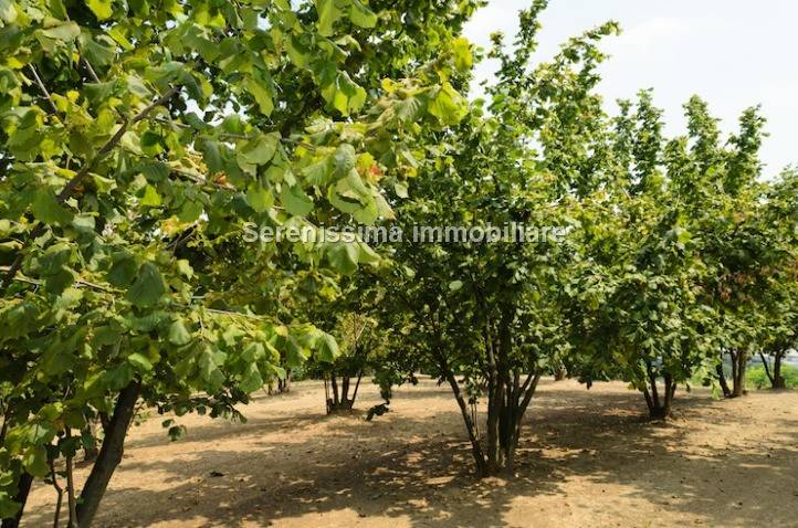 Terreno a Vallefoglia - Foto 2