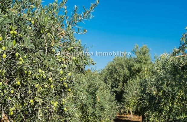 Terreno a Vallefoglia - Foto 3