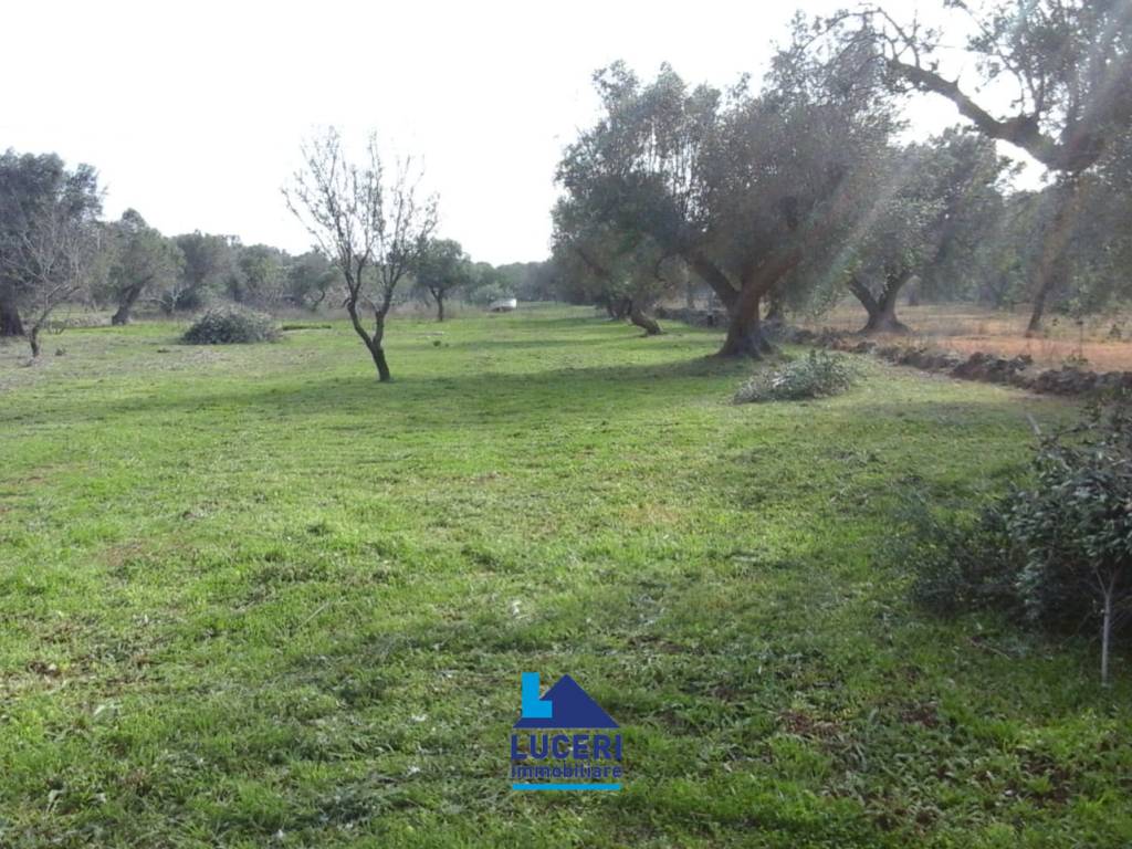 Terreno a Sannicola in Canale Longo - Foto 5