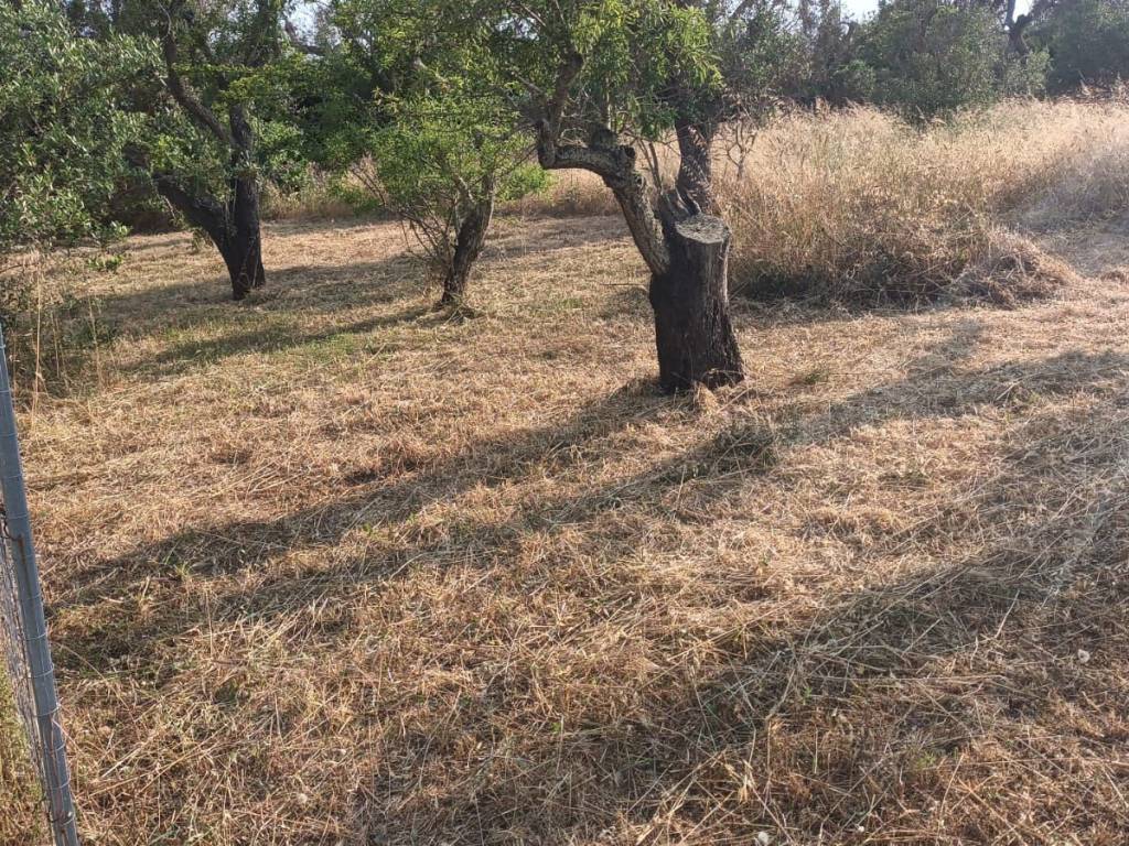 Terreno a Sannicola in Contrada Stracca - Foto 2