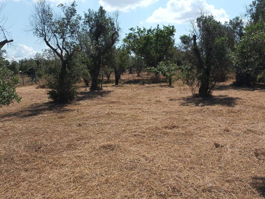 Terreno a Sannicola in Contrada Stracca - Foto 3