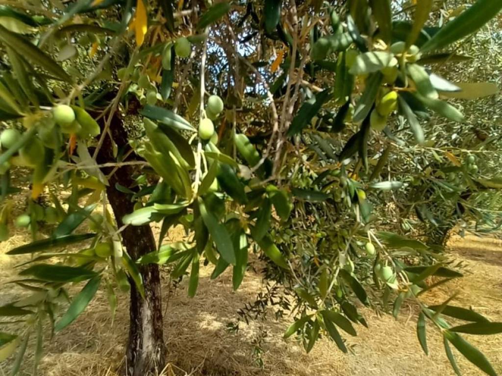 Terreno a Alanno in Strada Vicinale Raganella - Foto 4