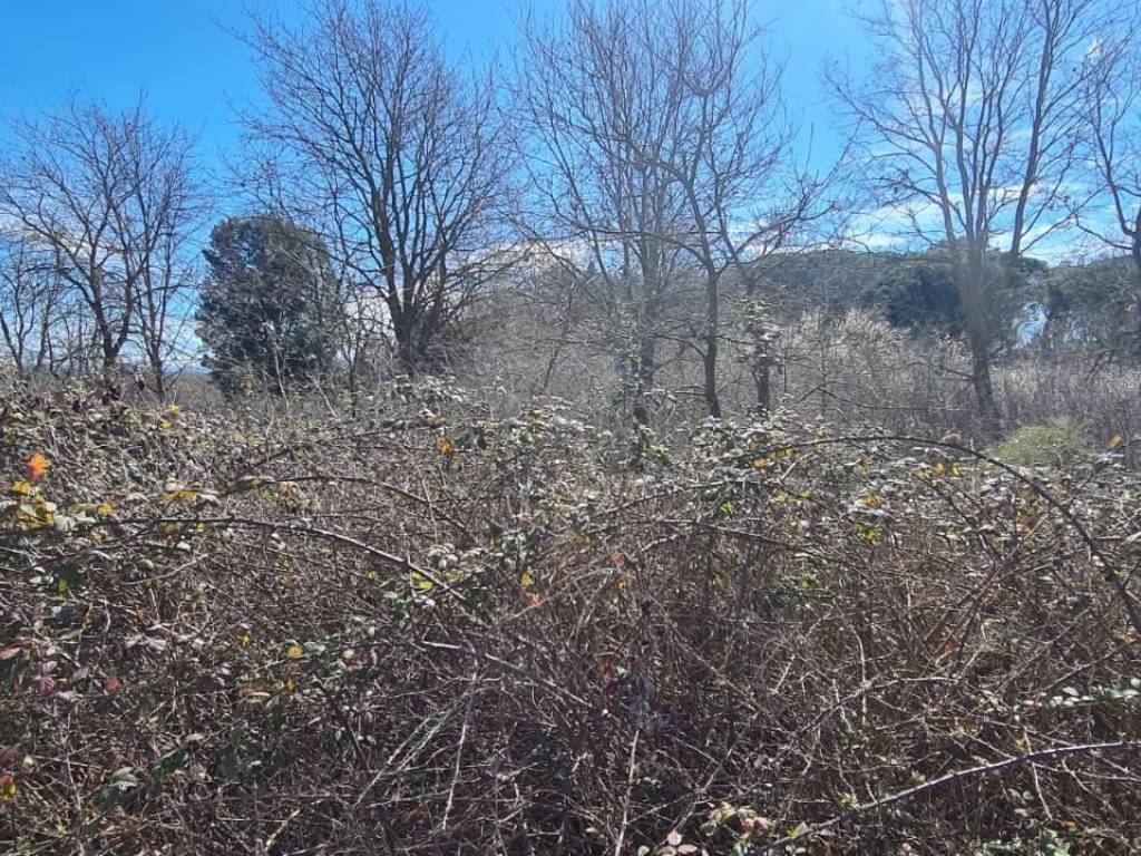 Terreno a Piombino - Foto 3