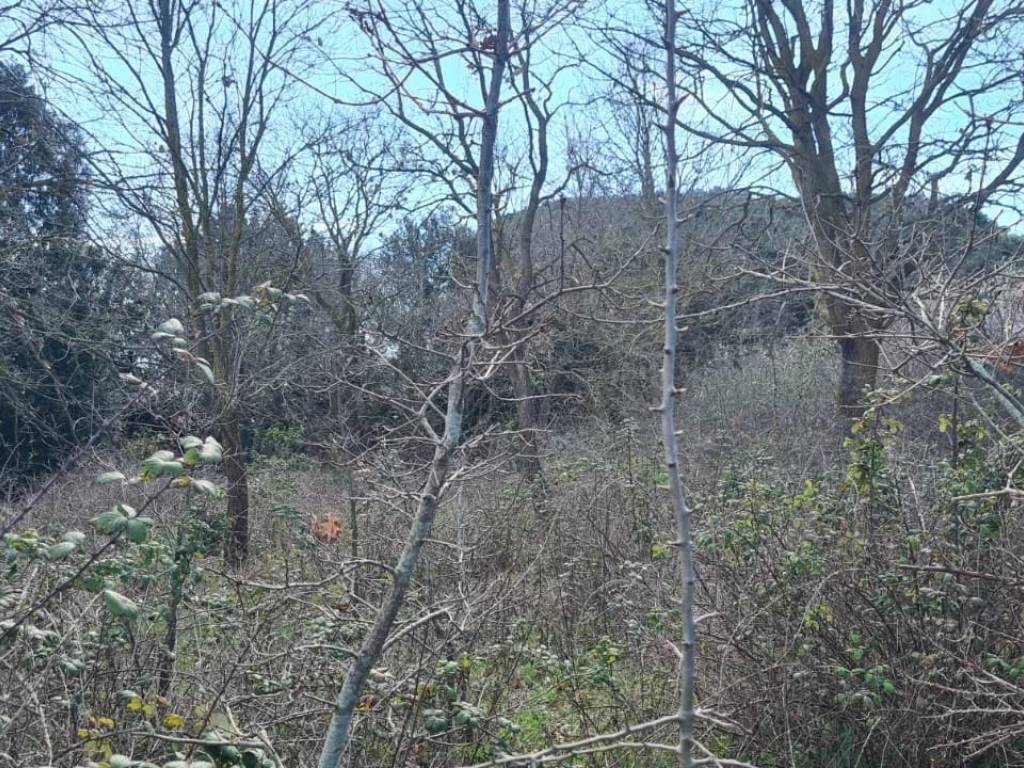 Terreno a Piombino - Foto 4