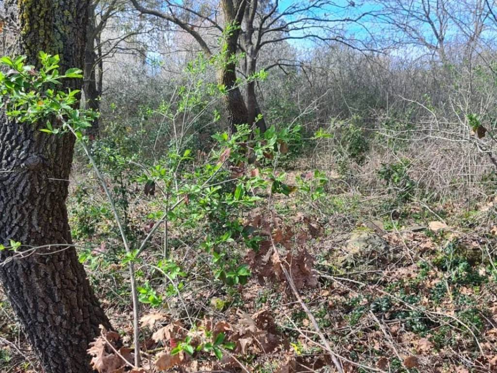 Terreno a Piombino - Foto 5