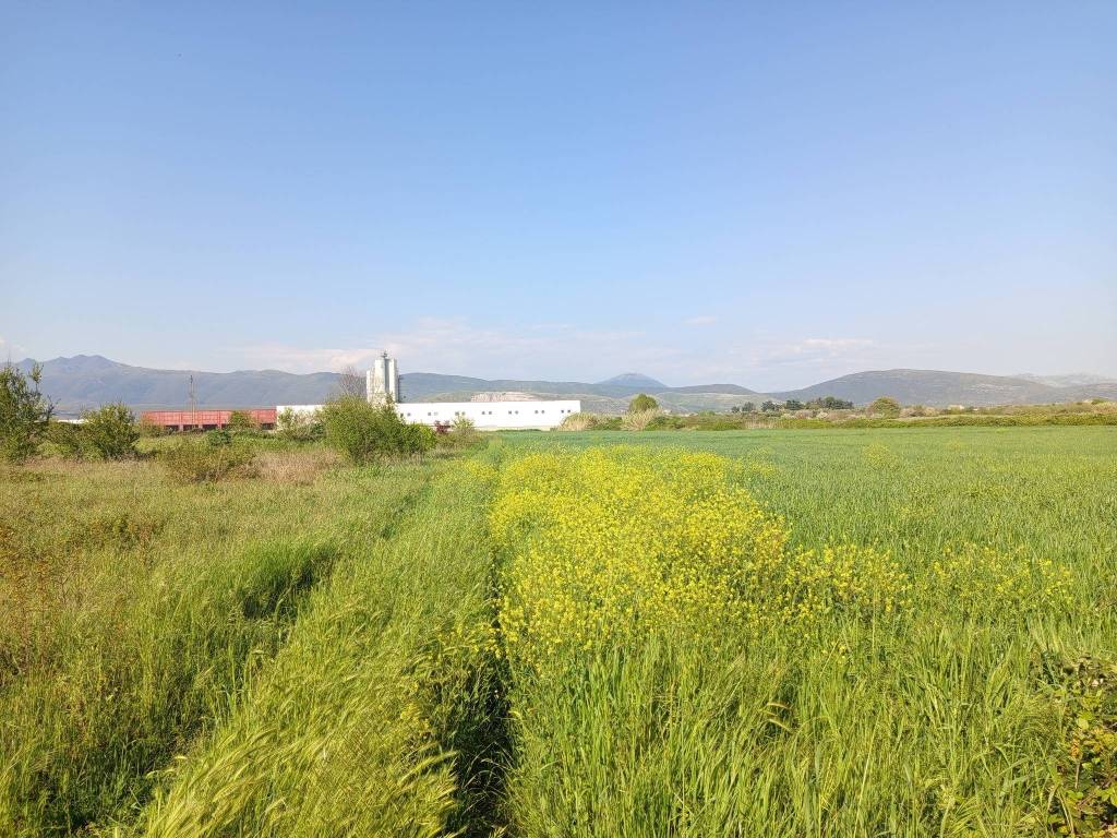 Terreno a Vitulazio in Strada Statale Appia - Foto 5