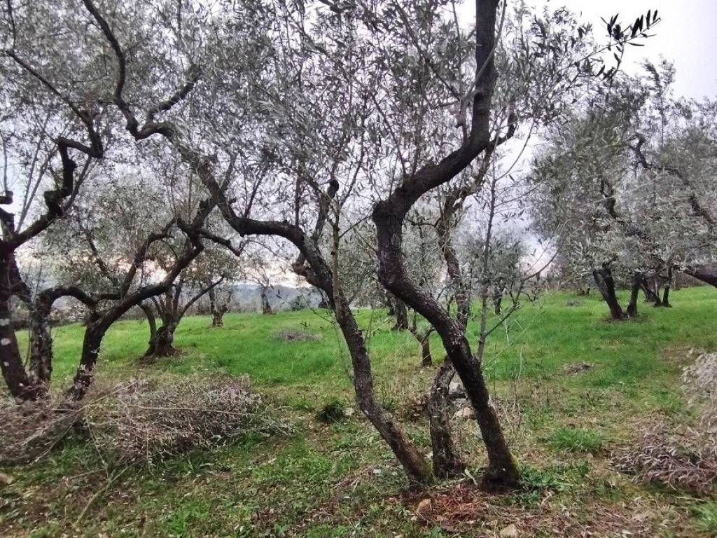 Terreno a Piglio - Foto 4