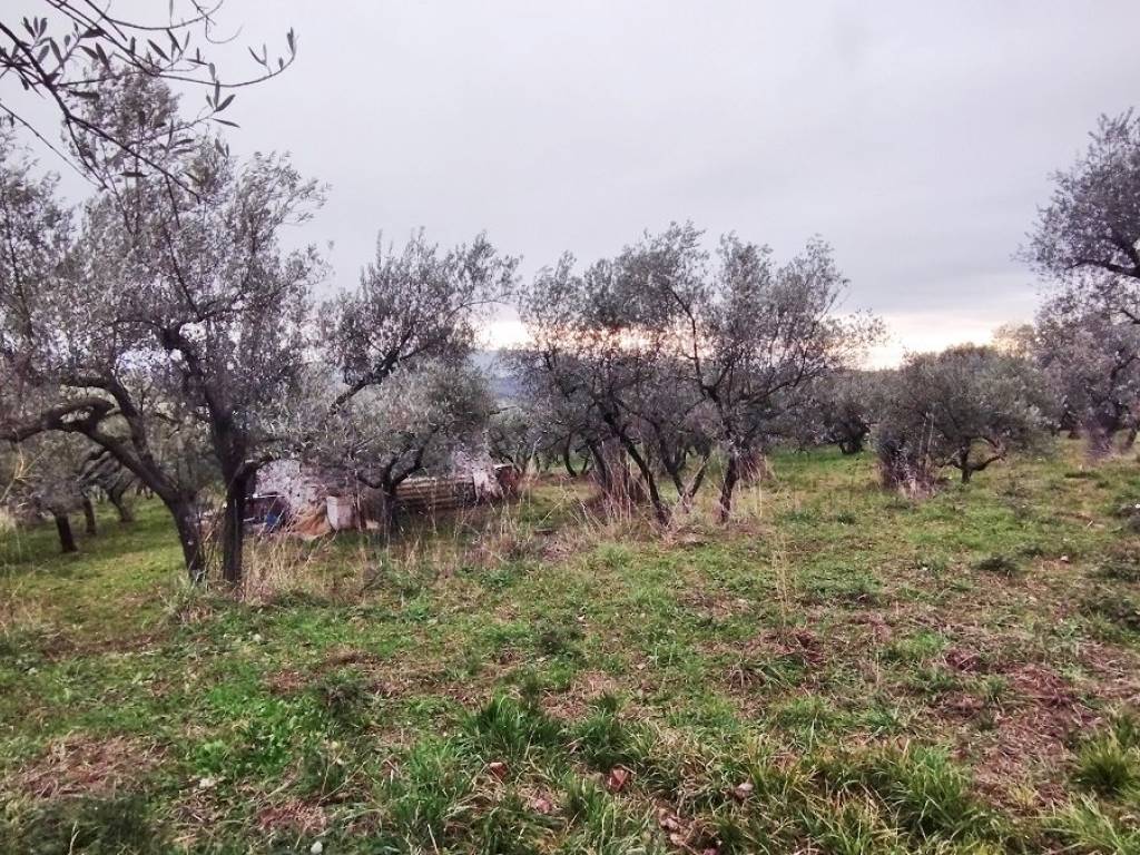 Terreno a Piglio - Foto 5