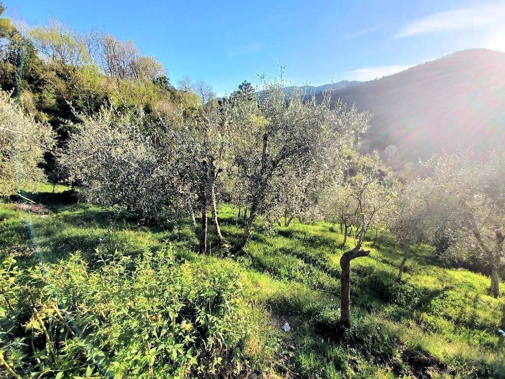 Rustico / casale a Pescia - Foto 4