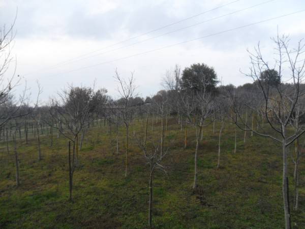 Villa a Gesualdo in contrada capo di gaudio - Foto 4