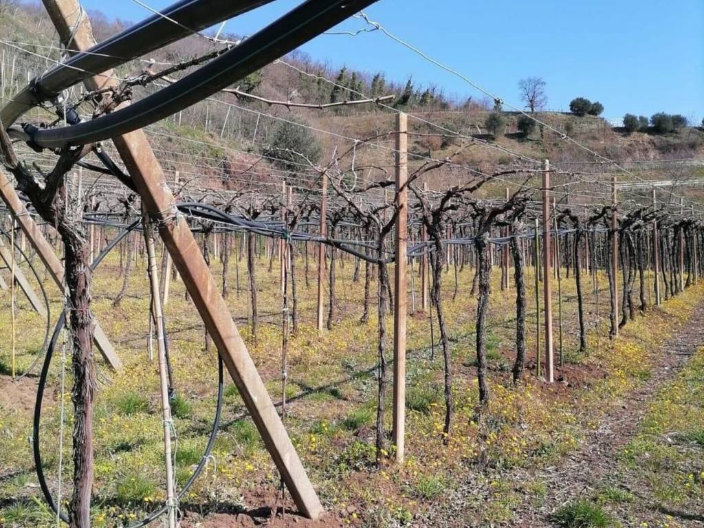 Terreno a Soave in Via Foscarino - Foto 2