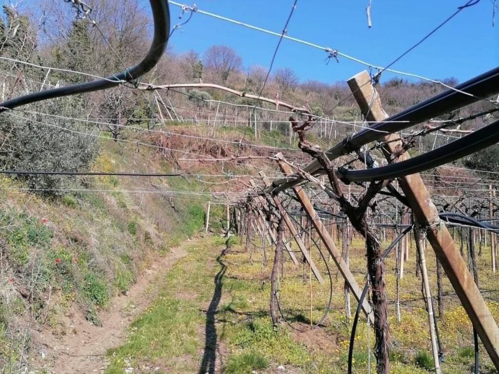 Terreno a Soave in Via Foscarino - Foto 4