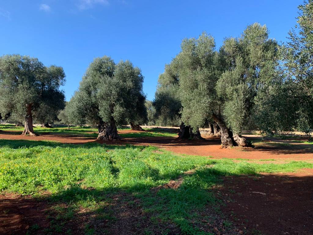 Rustico / casale a Carovigno in Contrada Trappitiello - Foto 2