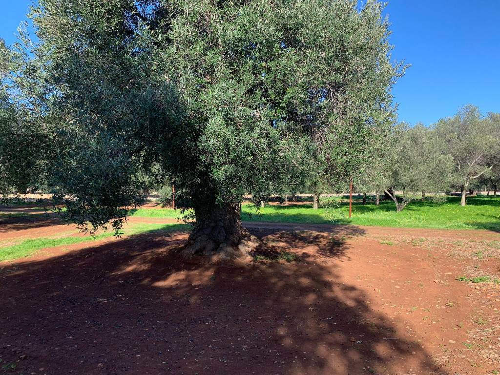 Rustico / casale a Carovigno in Contrada Trappitiello - Foto 3