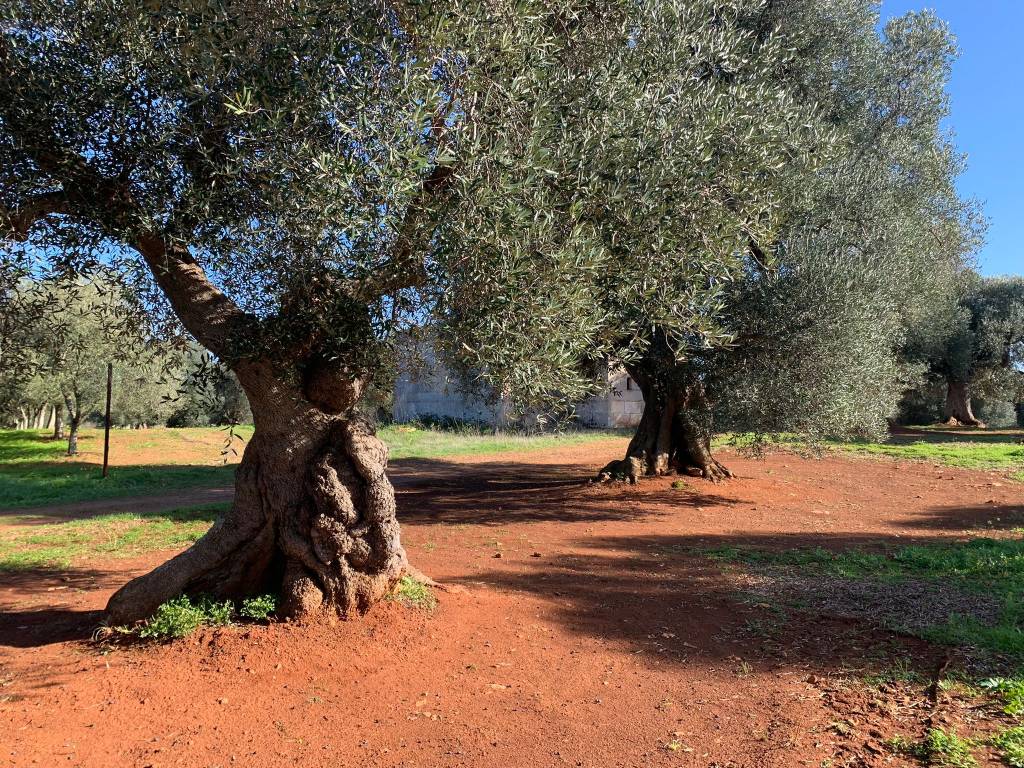 Rustico / casale a Carovigno in Contrada Trappitiello - Foto 4