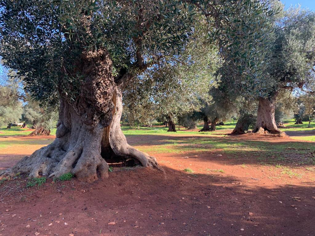 Rustico / casale a Carovigno in Contrada Trappitiello - Foto 5