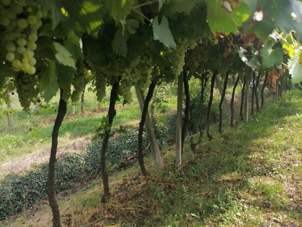 Terreno a Soave in Via Bissoncello di Sotto - Foto 2