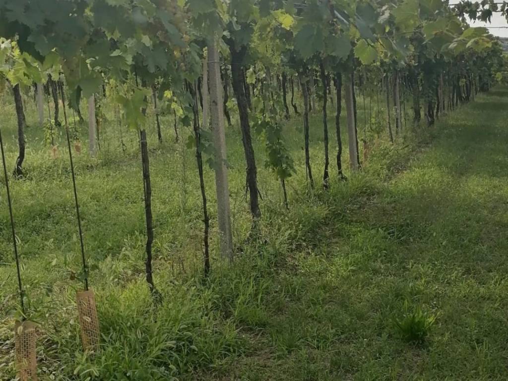 Terreno a Soave in Via Bissoncello di Sotto - Foto 3