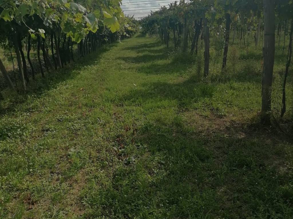 Terreno a Soave in Via Bissoncello di Sotto - Foto 5