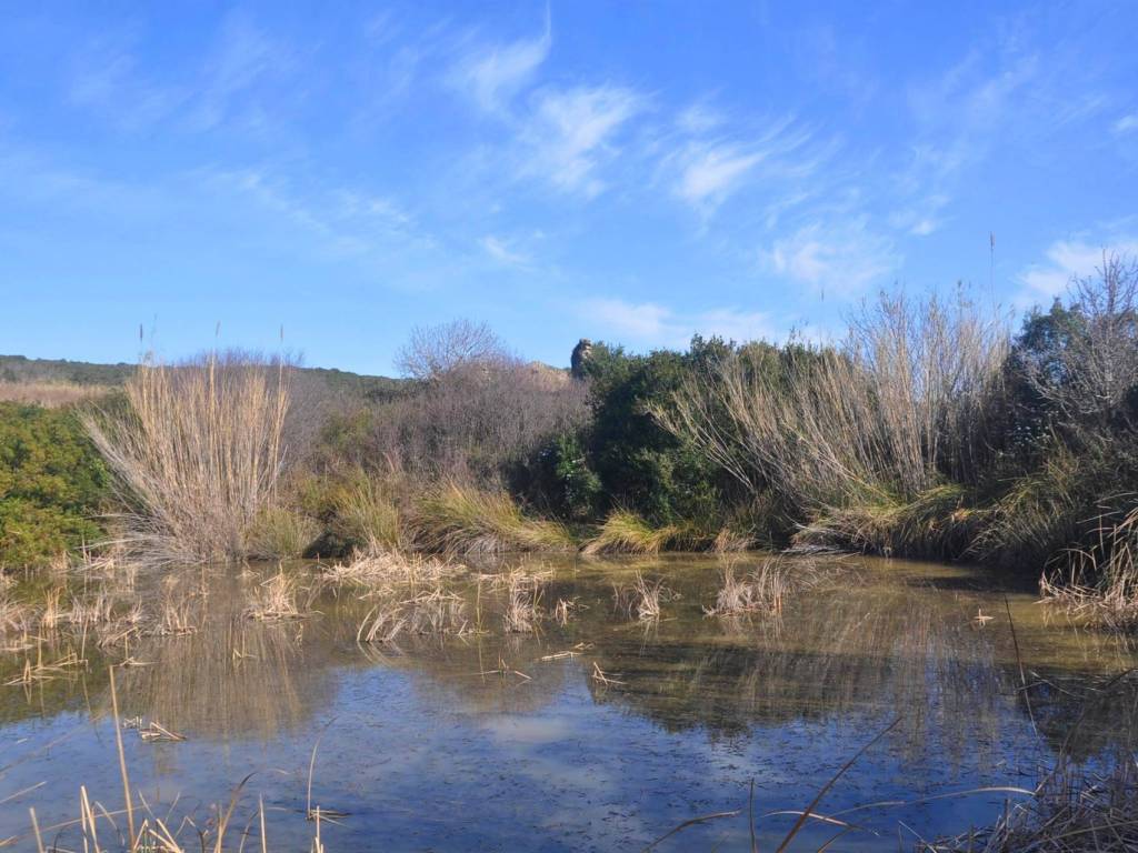 Rustico / casale a Rosignano marittimo - Foto 2