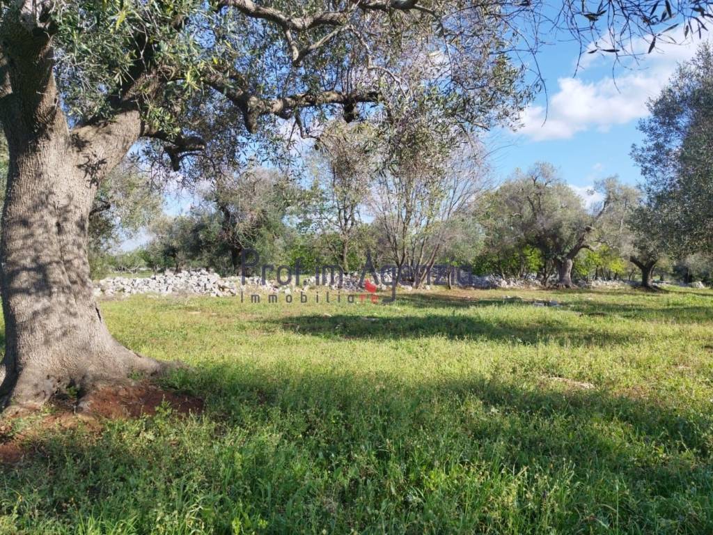 Terreno a Carovigno - Foto 2