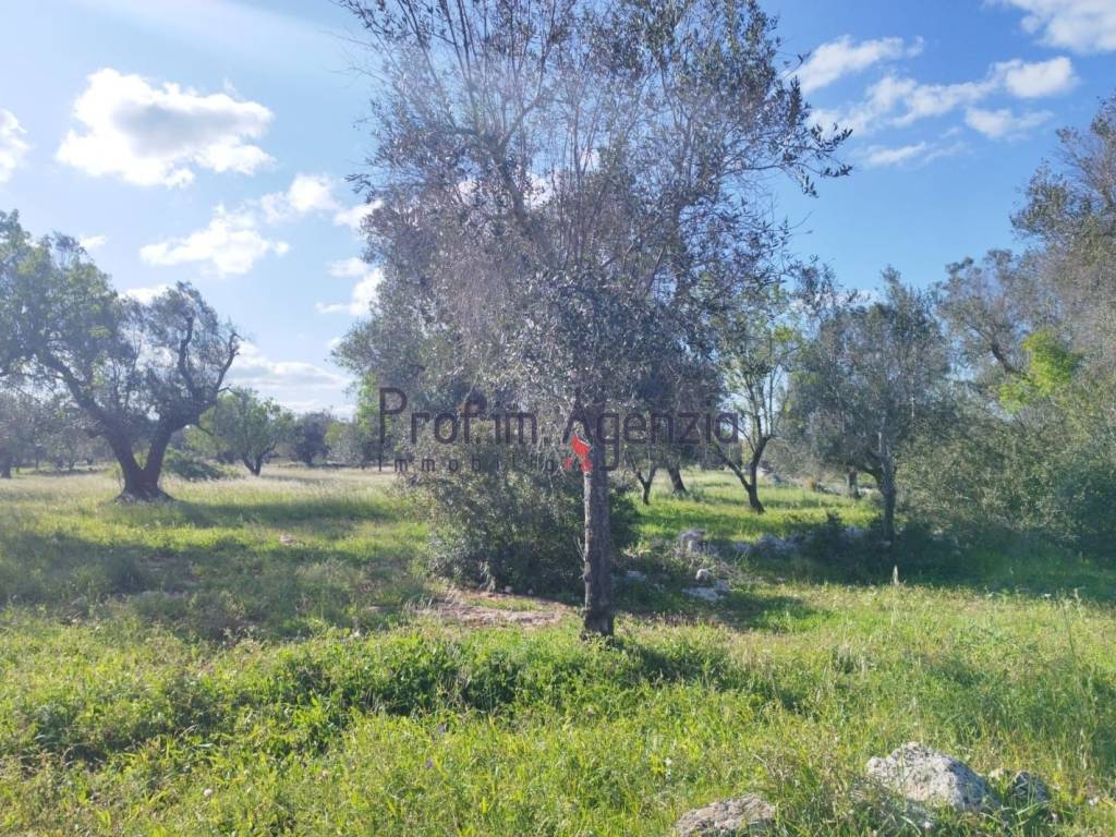 Terreno a Carovigno - Foto 4