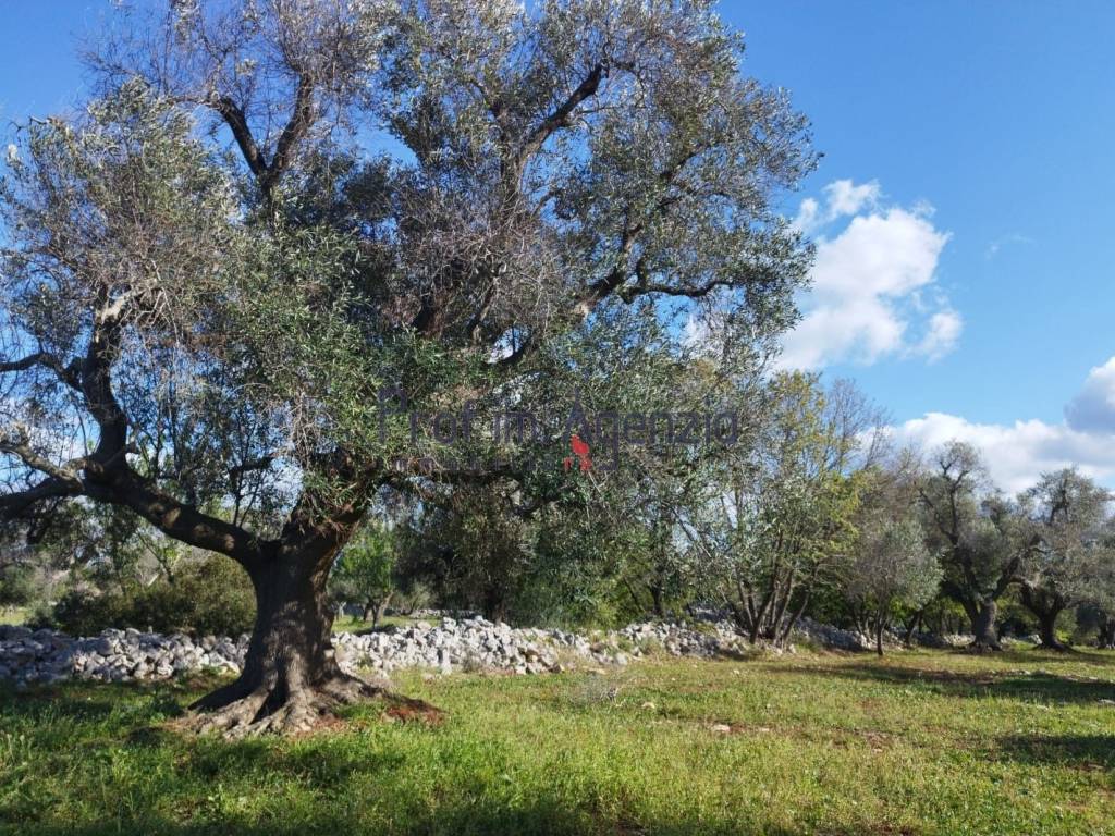 Terreno a Carovigno - Foto 5