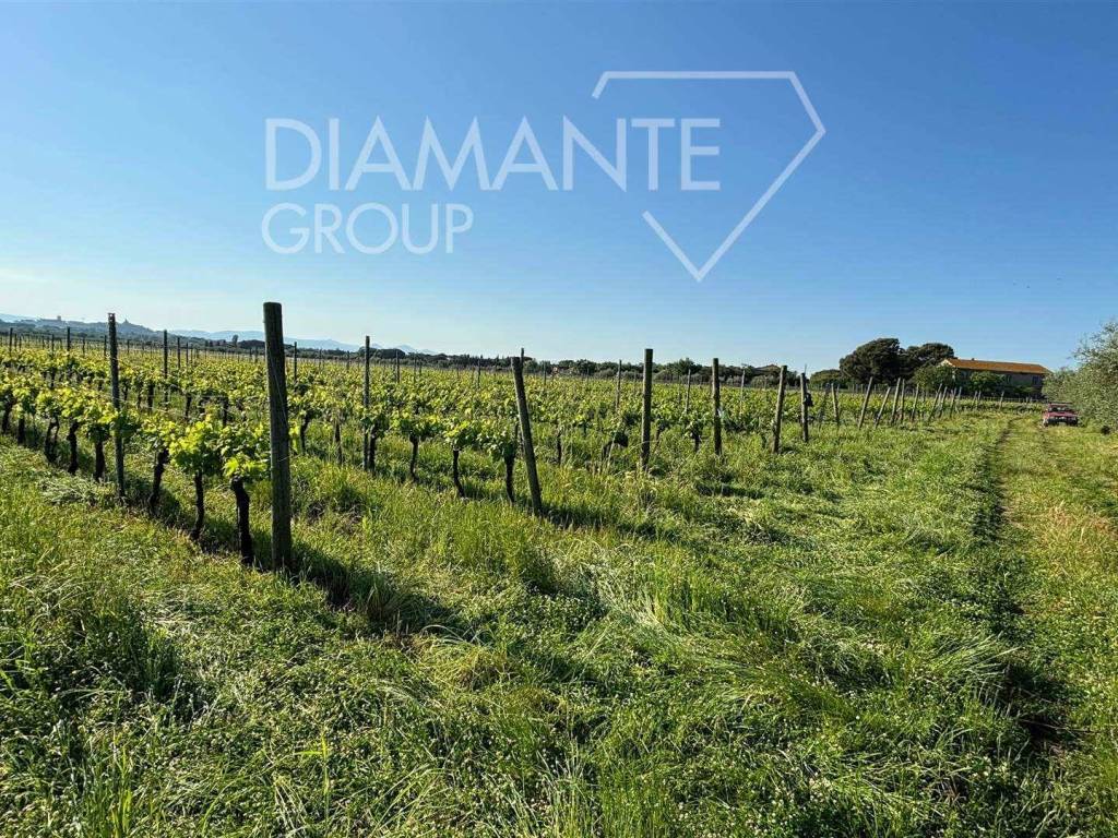 Terreno a Castiglione del lago - Foto 2