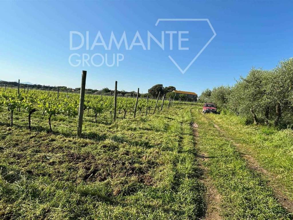 Terreno a Castiglione del lago - Foto 4