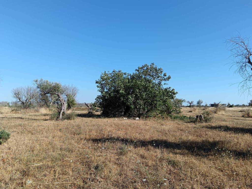 Terreno a Nardò - Foto 5