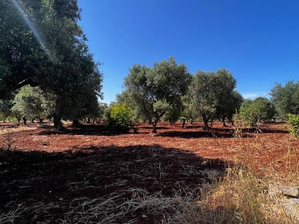 Rustico / casale a Ostuni in Contrada Falgheri - Foto 4