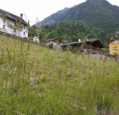 Terreno a Premia in Frazione Pioda 2 - Foto 5