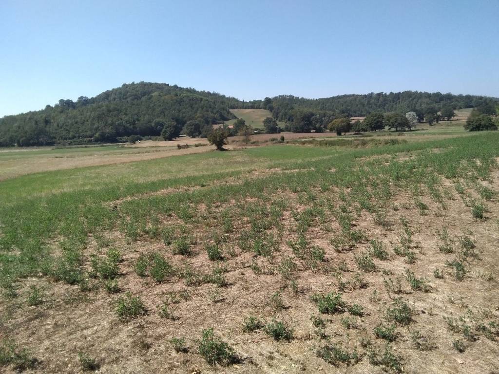 Terreno a Montieri in Località Reticaggio - Foto 3