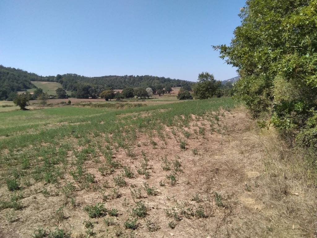 Terreno a Montieri in Località Reticaggio - Foto 5