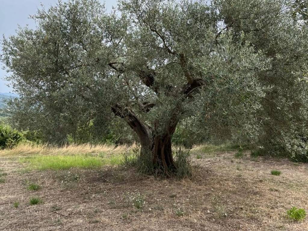 Terreno a Melizzano in Largo Fosso, 22 - Foto 5