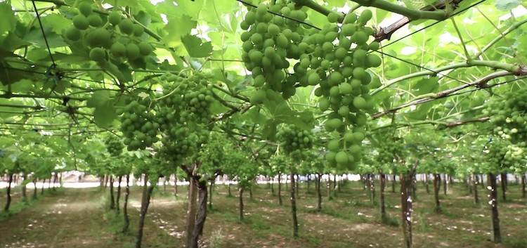 Terreno a Soave in Via Roma - Foto 3