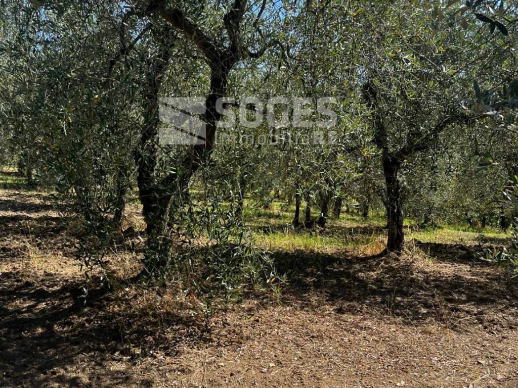 Terreno a Cavriglia in località ferrale del bondi - Foto 4