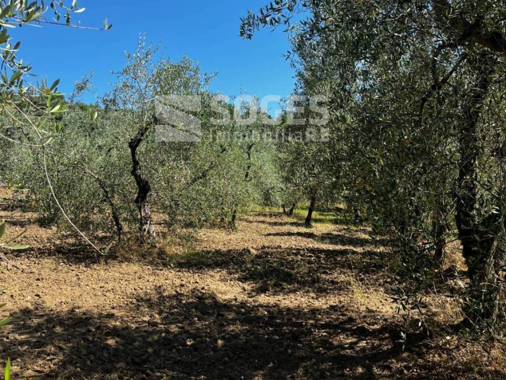 Terreno a Cavriglia in località ferrale del bondi - Foto 5