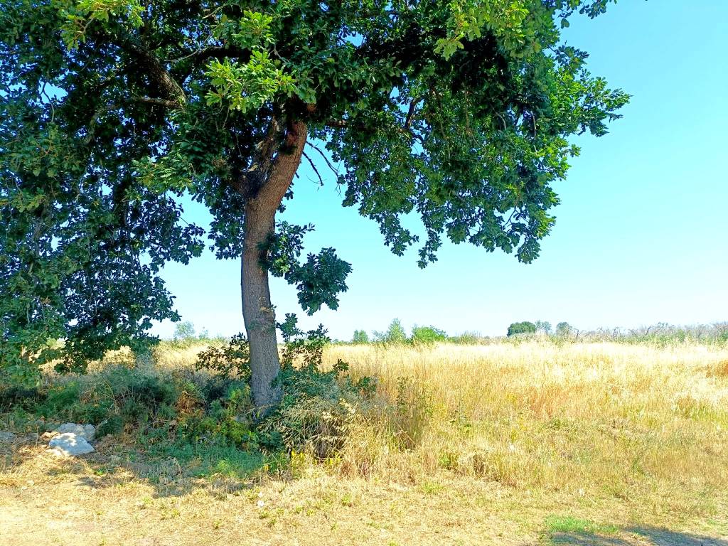 Terreno a Montesano salentino in Belvedere Supersano - Foto 5