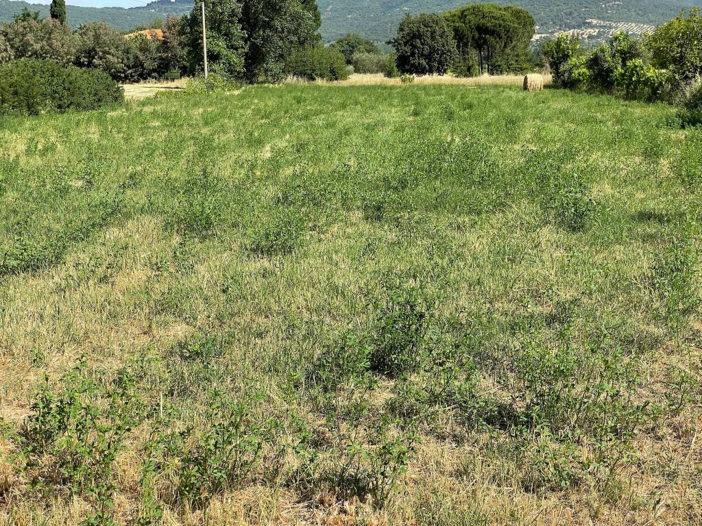Terreno a Tuoro sul trasimeno - Foto 4