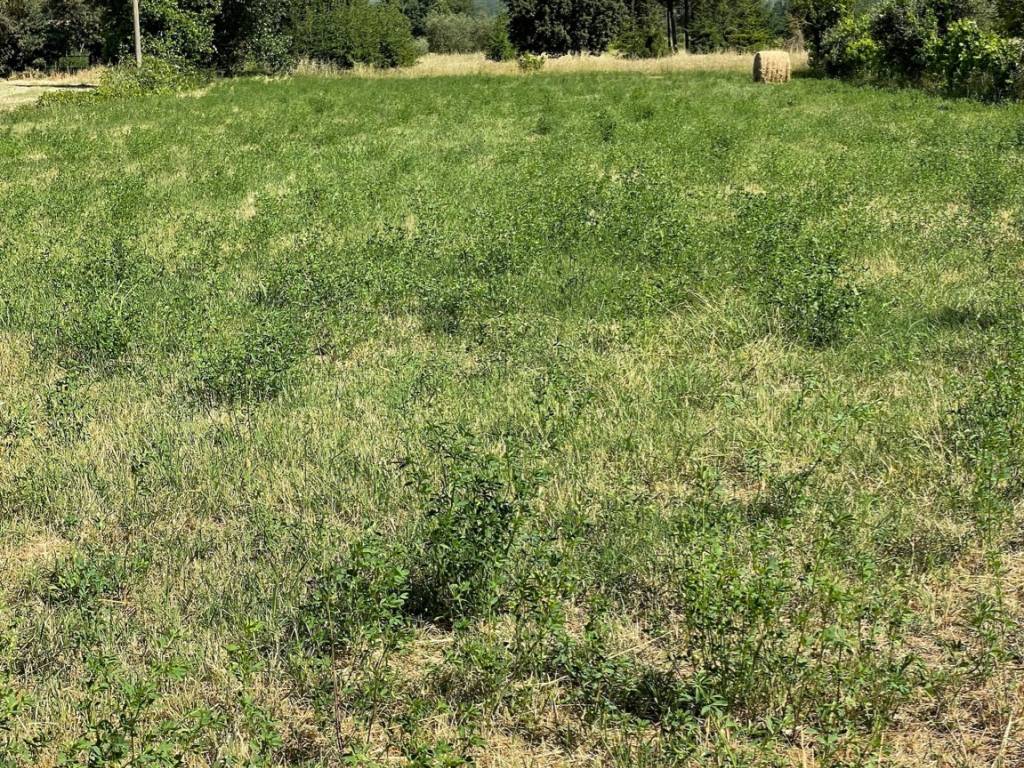 Terreno a Tuoro sul trasimeno - Foto 5