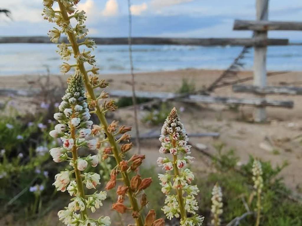 Terreno a Ortona in Contrada Postilli, 33 - Foto 3
